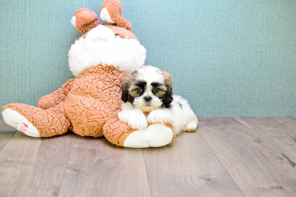 Teddy Bear Pup Being Cute