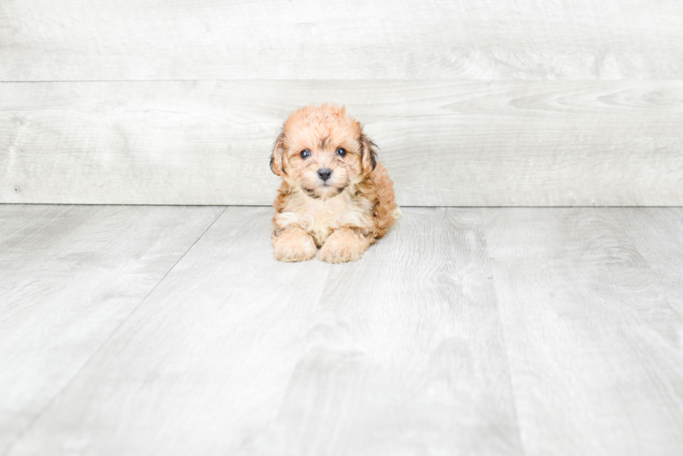 Morkie Pup Being Cute