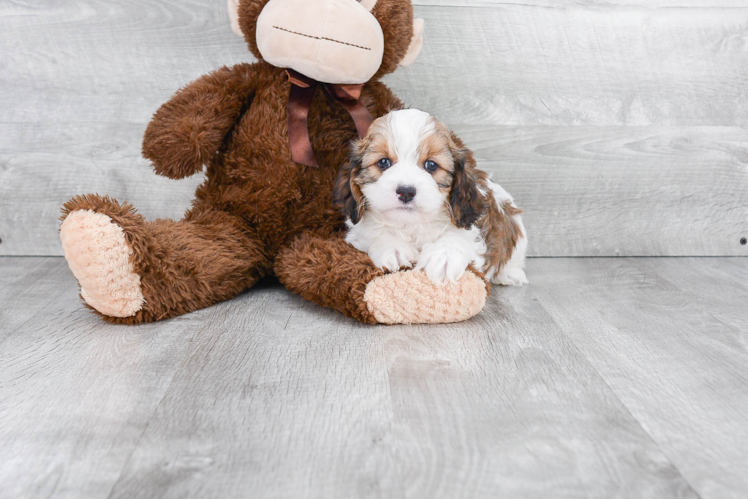 Best Cavapoo Baby