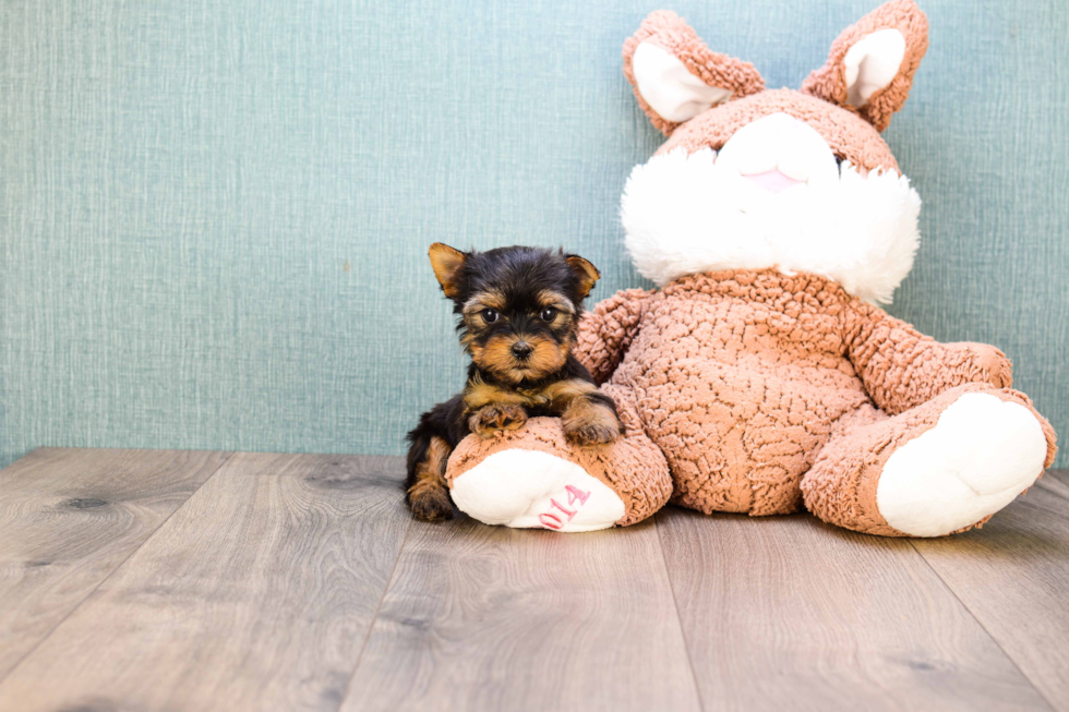 Meet Twinkle - our Yorkshire Terrier Puppy Photo 