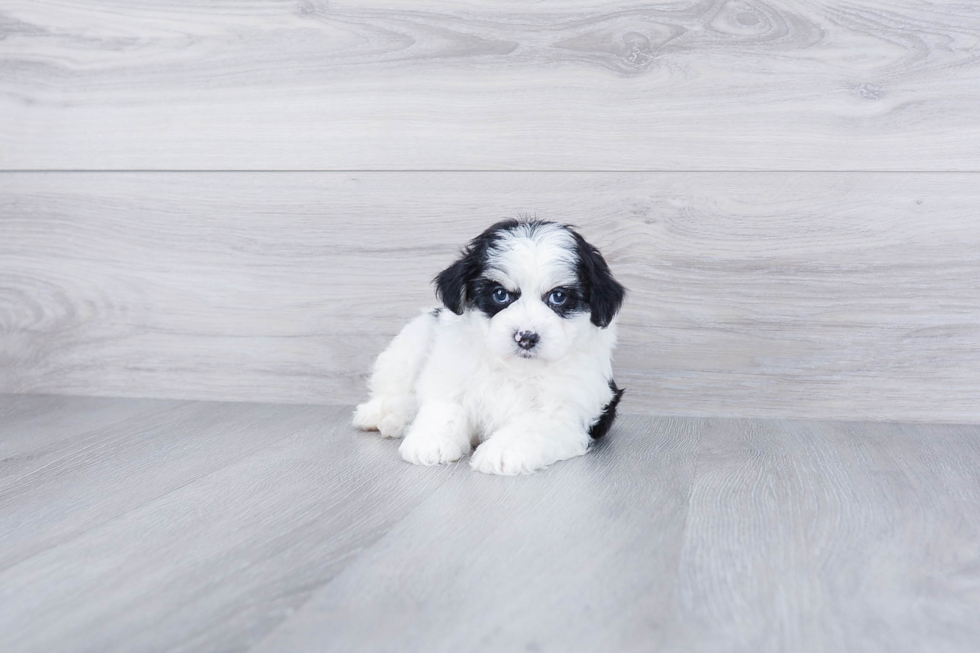 Friendly Mini Aussiedoodle Baby