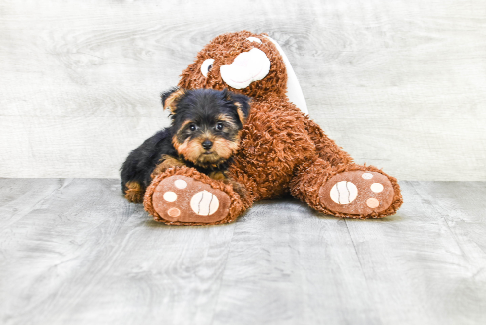 Meet Timmy - our Yorkshire Terrier Puppy Photo 