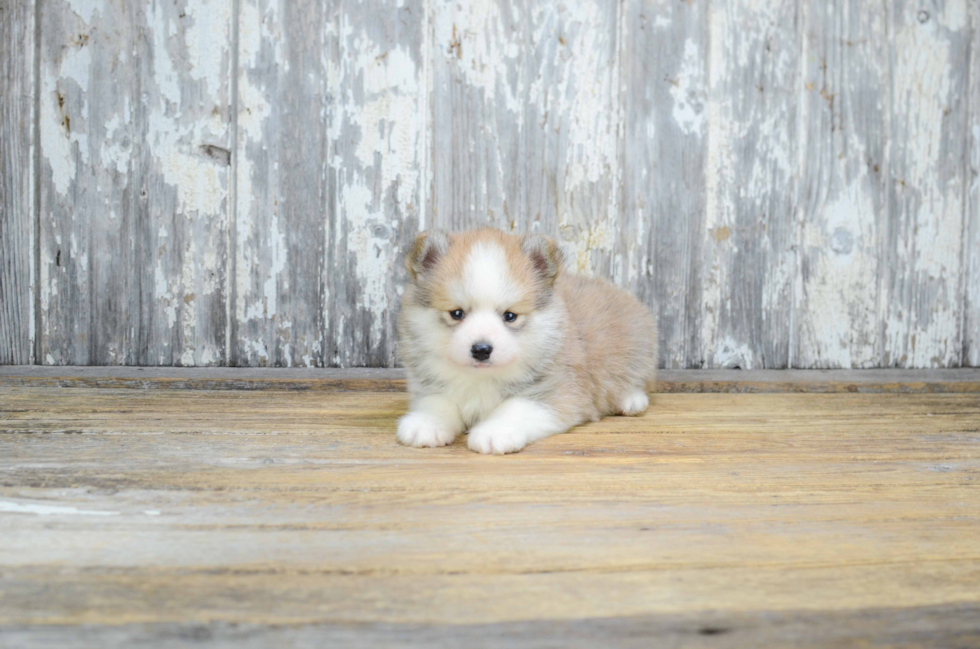 Playful Mini Husky Designer Puppy