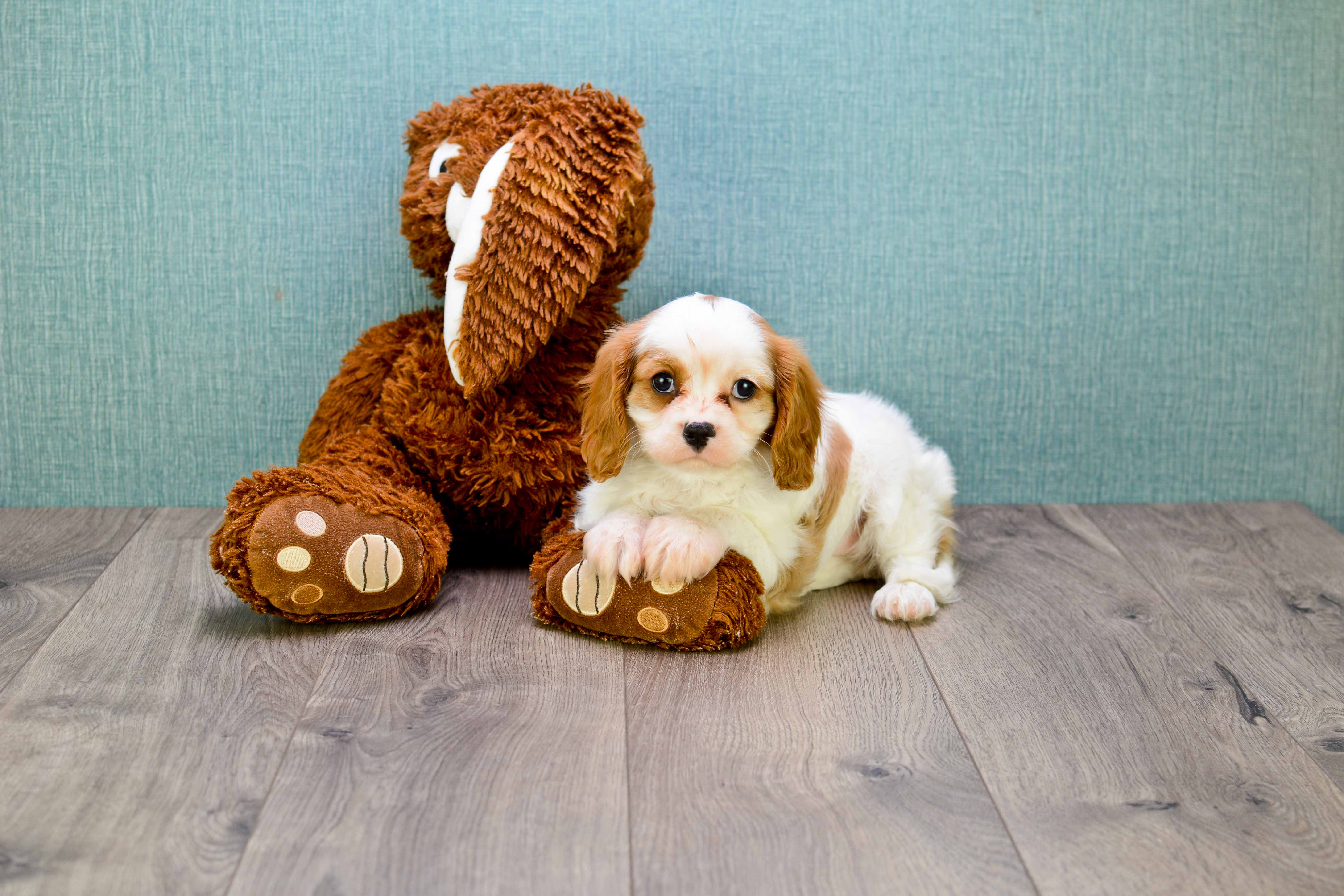 Best Cavalier King Charles Spaniel Baby