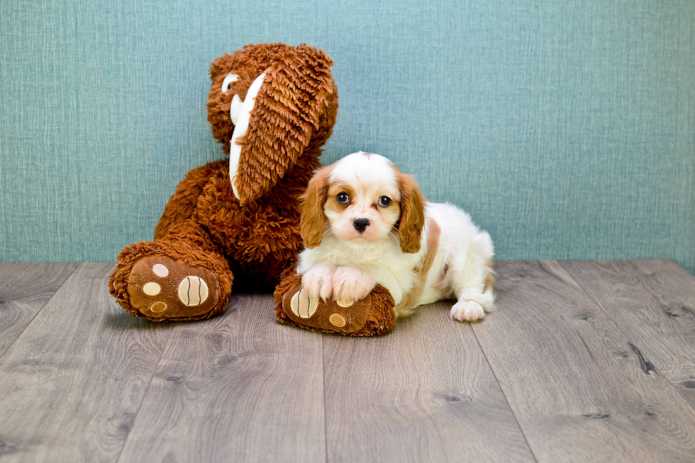 Best Cavalier King Charles Spaniel Baby