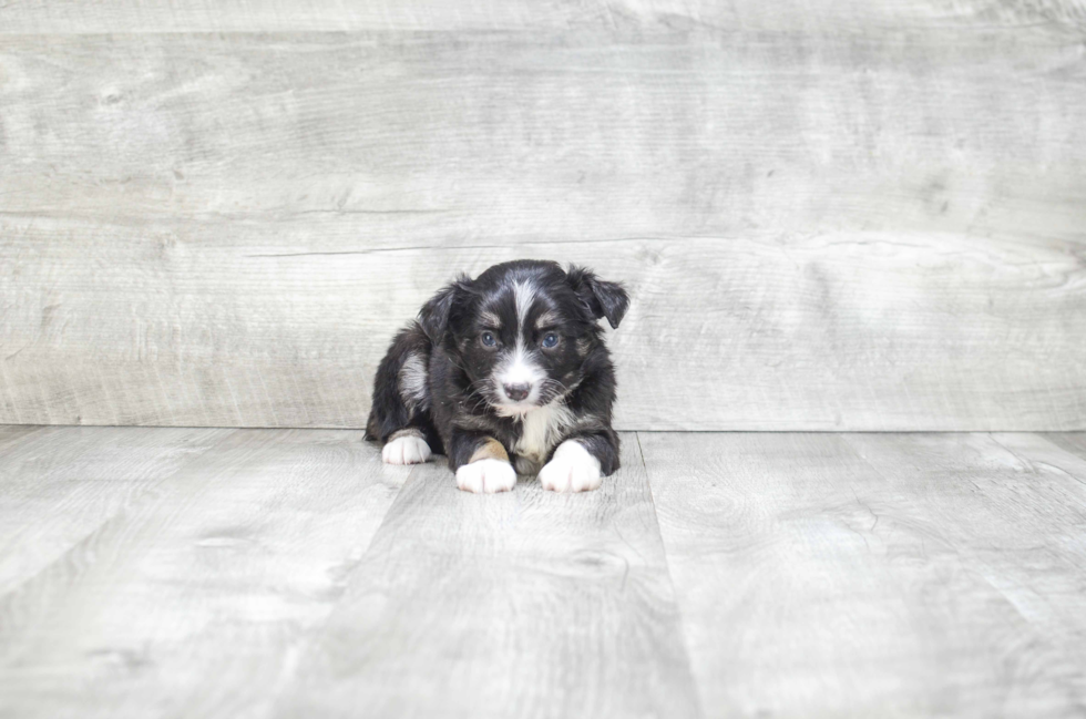 Best Mini Aussiedoodle Baby