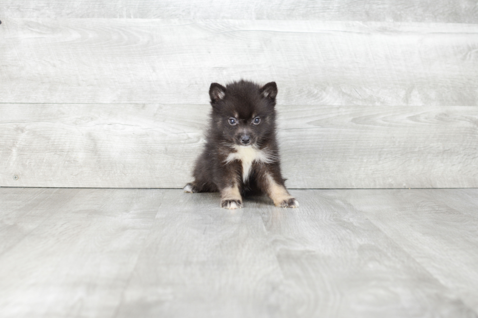 Best Pomsky Baby