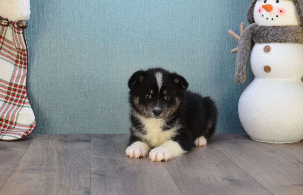 Petite Pomsky Designer Pup