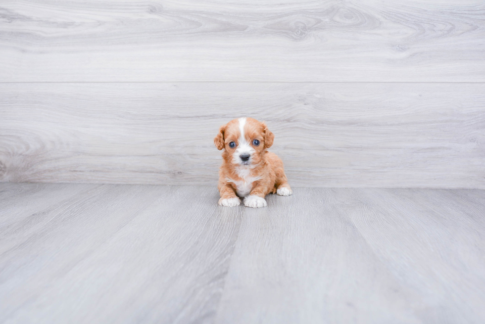 Friendly Cavapoo Baby