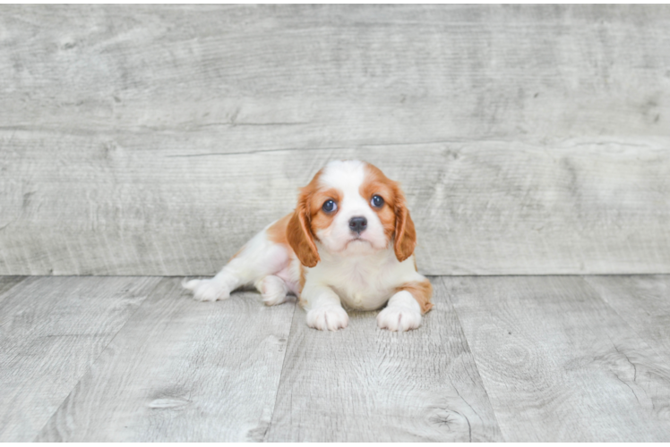 Cavalier King Charles Spaniel Puppy for Adoption