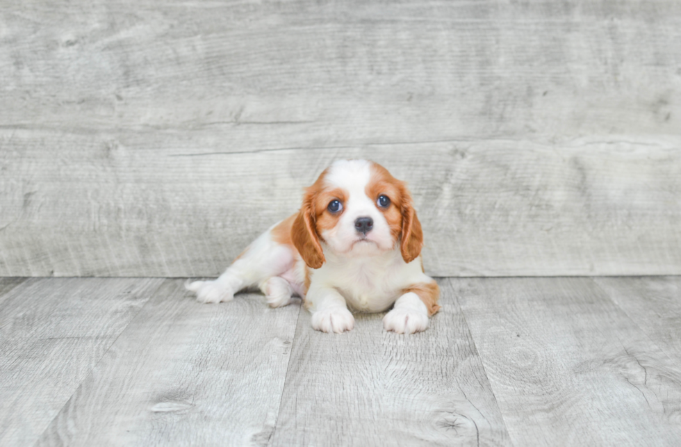 Cavalier King Charles Spaniel Puppy for Adoption