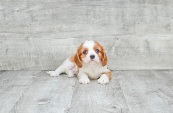 Cavalier King Charles Spaniel Puppy for Adoption