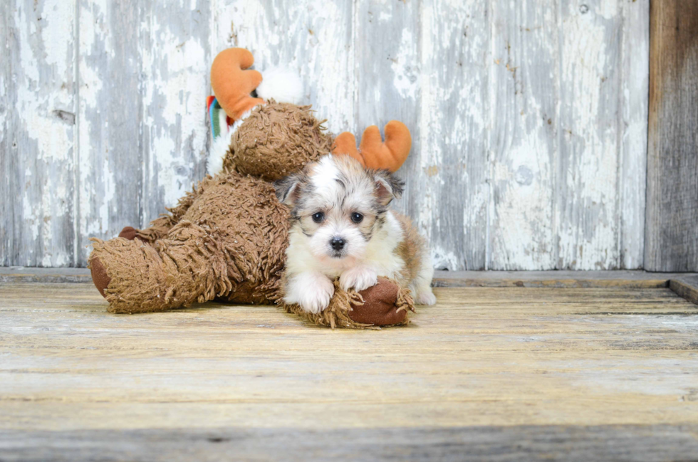 Little Yorkie Designer Puppy