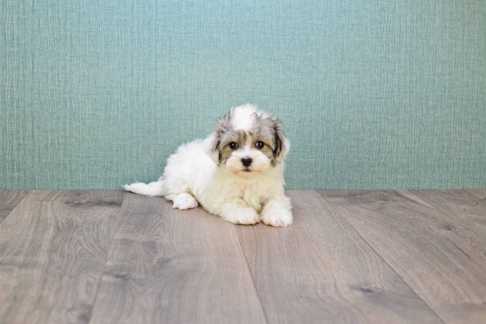 Best Havanese Baby