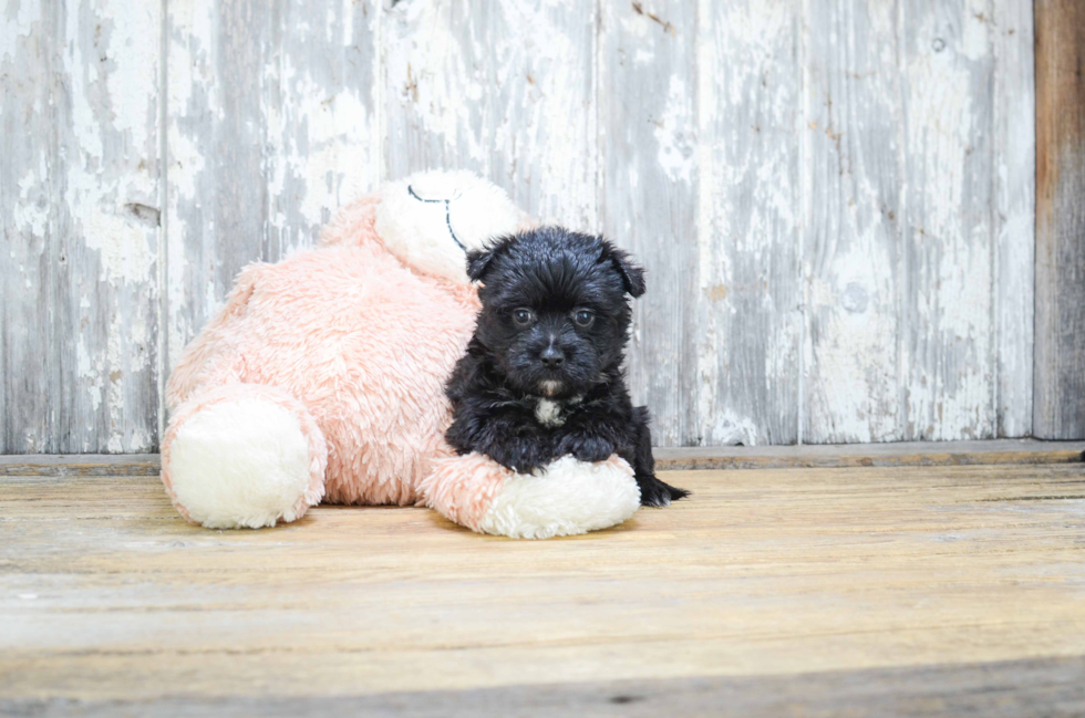 Morkie Pup Being Cute