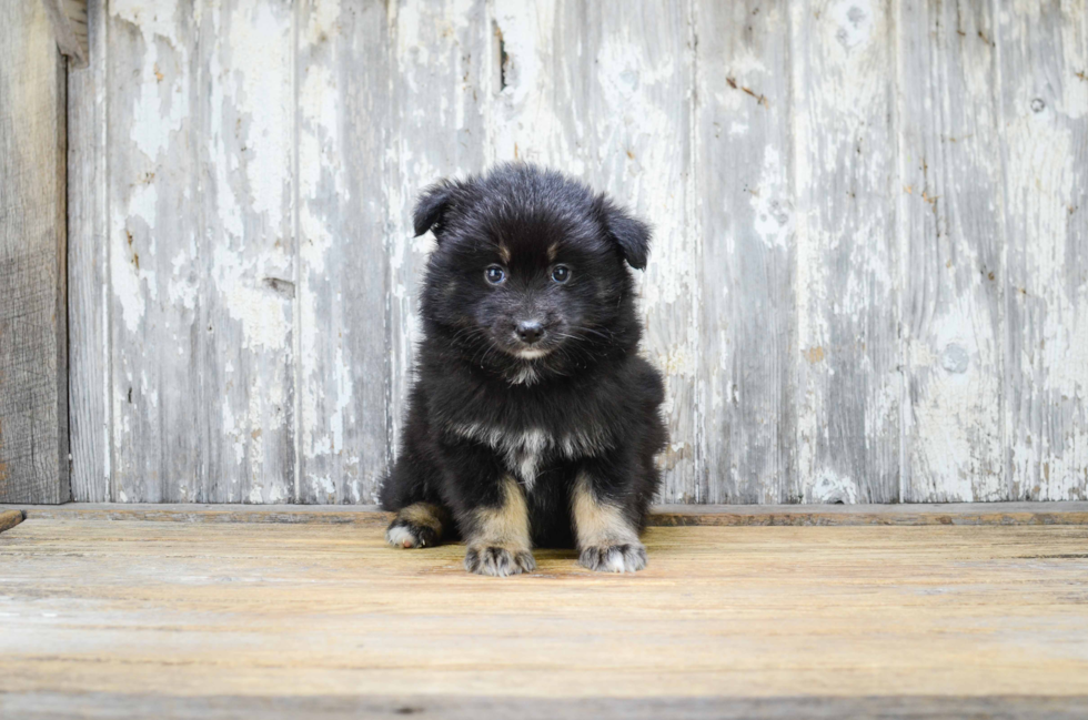 Pomsky Puppy for Adoption