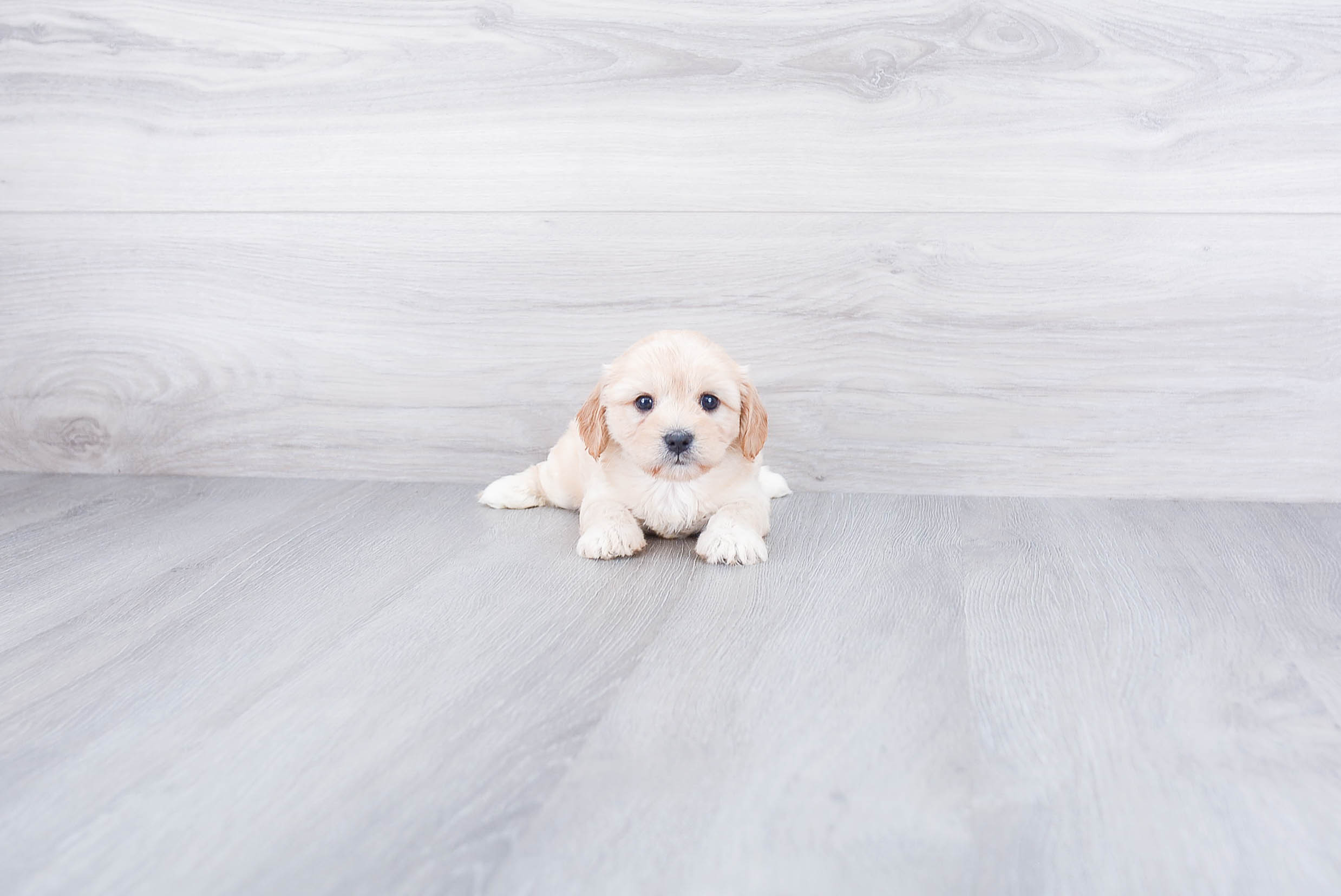 Cavachon Pup Being Cute