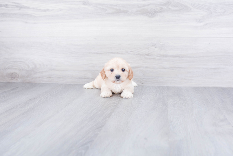 Cavachon Pup Being Cute
