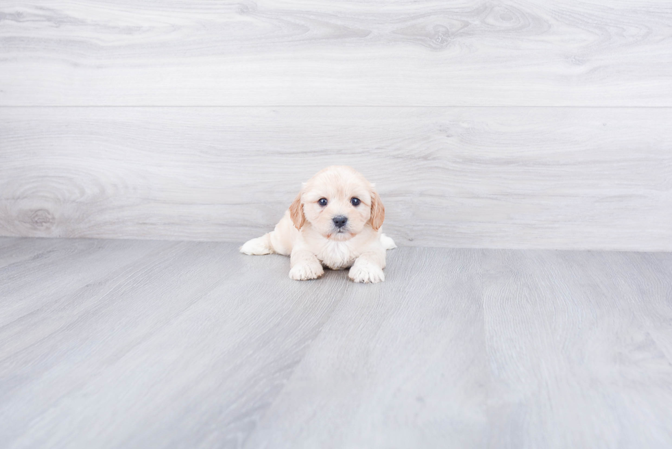 Cavachon Pup Being Cute