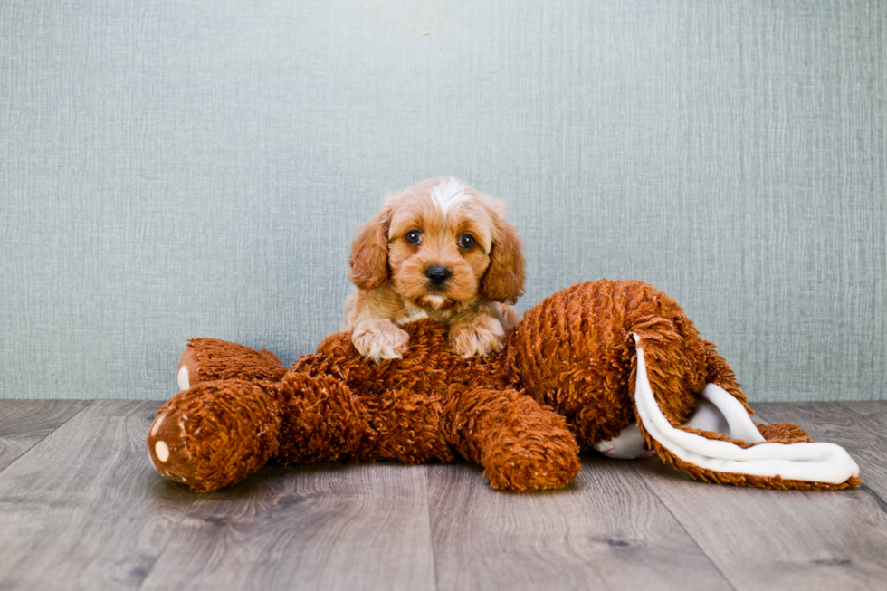 Cavapoo Pup Being Cute