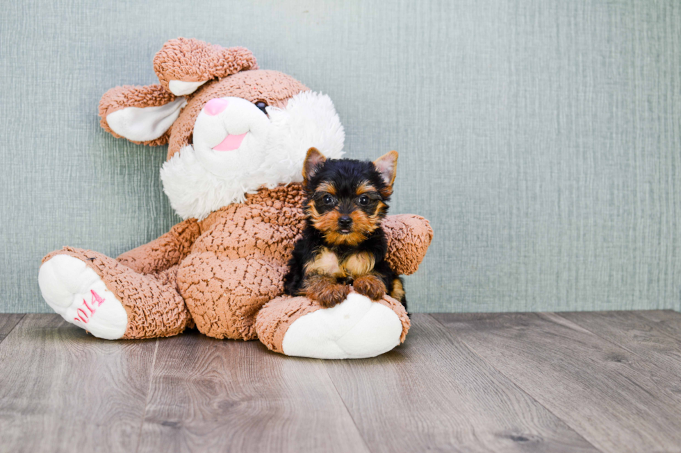 Meet Lily - our Yorkshire Terrier Puppy Photo 