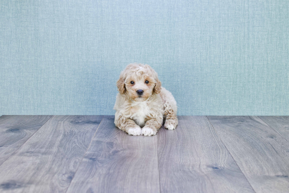 Little Golden Retriever Poodle Mix Puppy