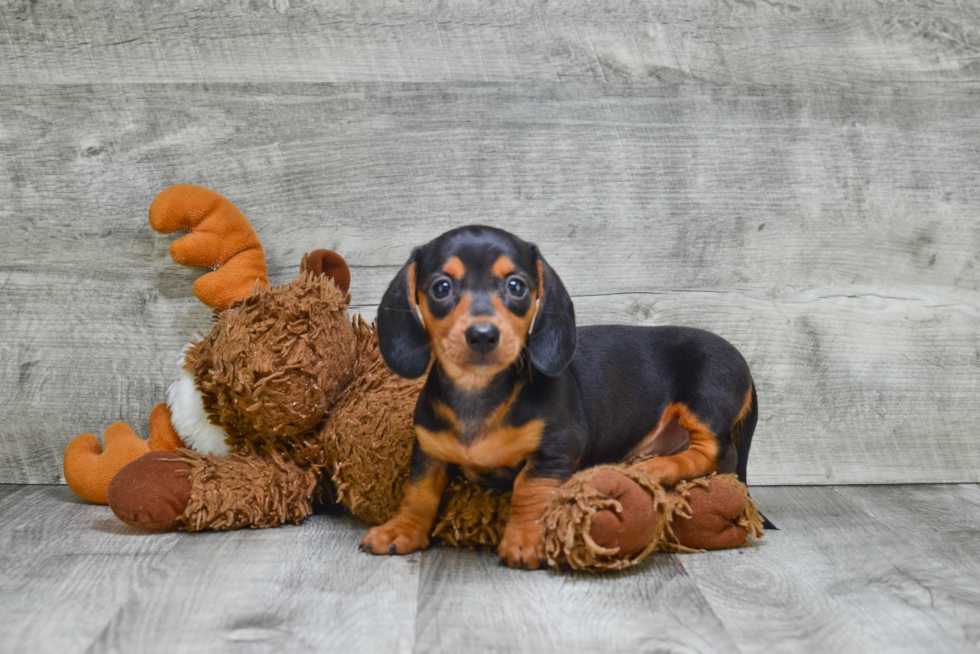 Cute Dachshund Purebred Puppy