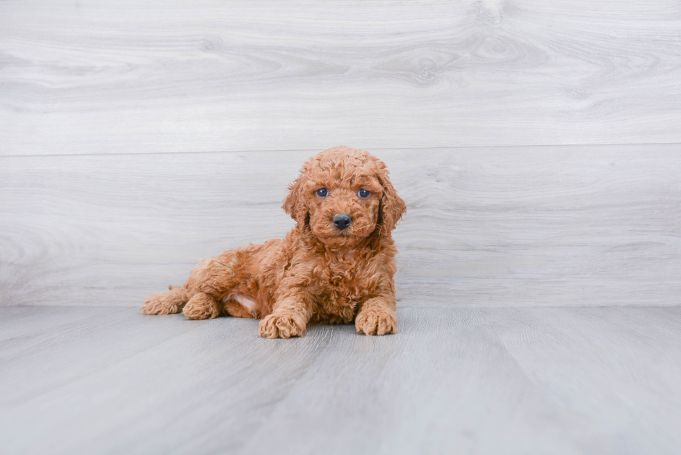 Small Cockapoo Baby