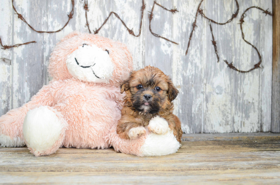 Teddy Bear Puppy for Adoption