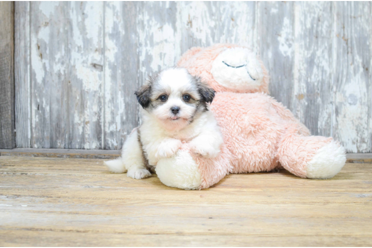 Teddy Bear Pup Being Cute