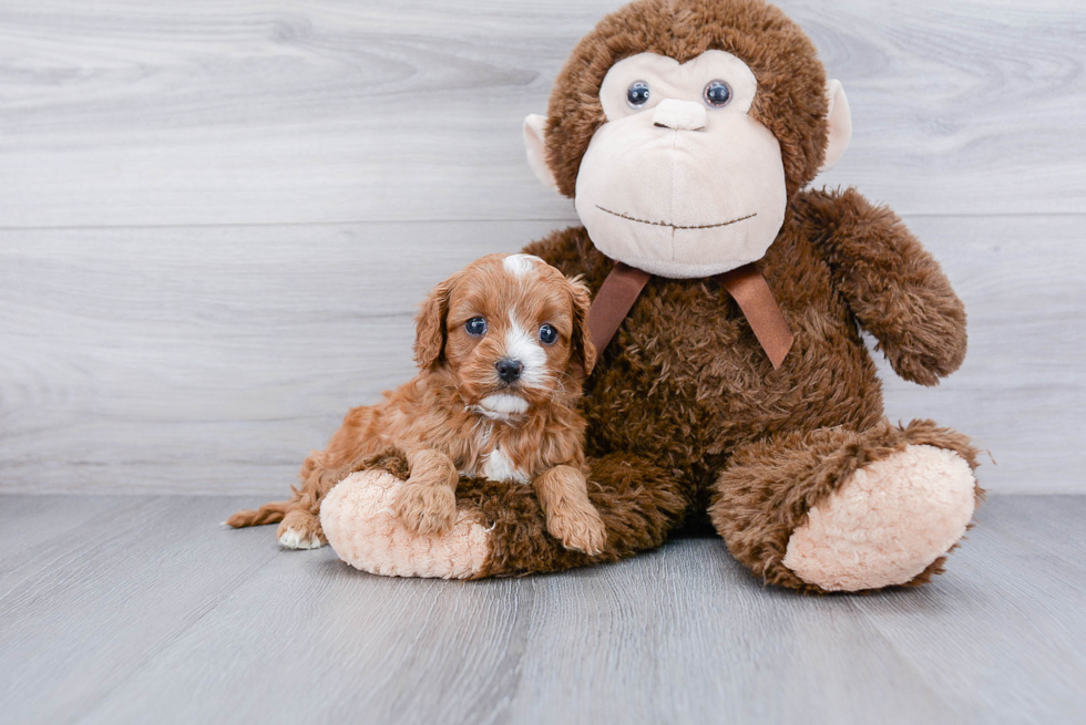 Best Cavapoo Baby