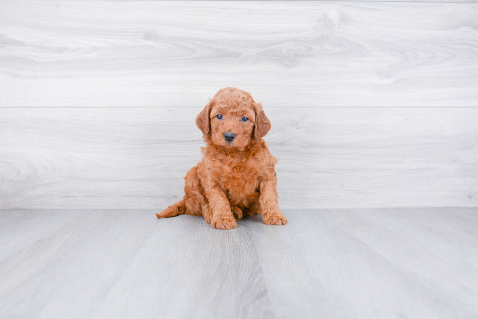 Cute Mini Goldendoodle Baby