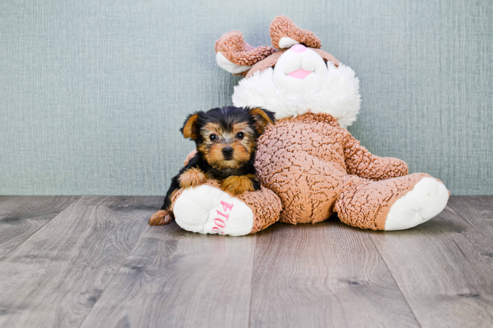 Meet Bella - our Yorkshire Terrier Puppy Photo 