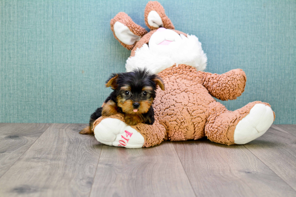 Meet Bella - our Yorkshire Terrier Puppy Photo 