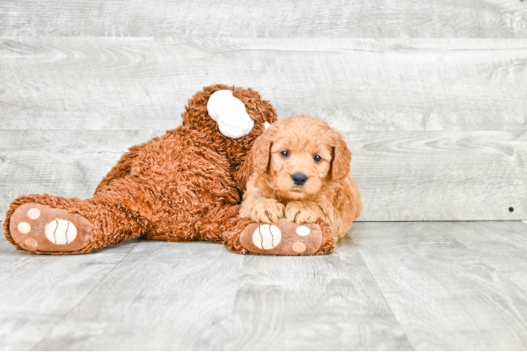 Popular Mini Goldendoodle Poodle Mix Pup