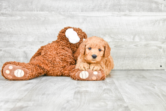 Popular Mini Goldendoodle Poodle Mix Pup