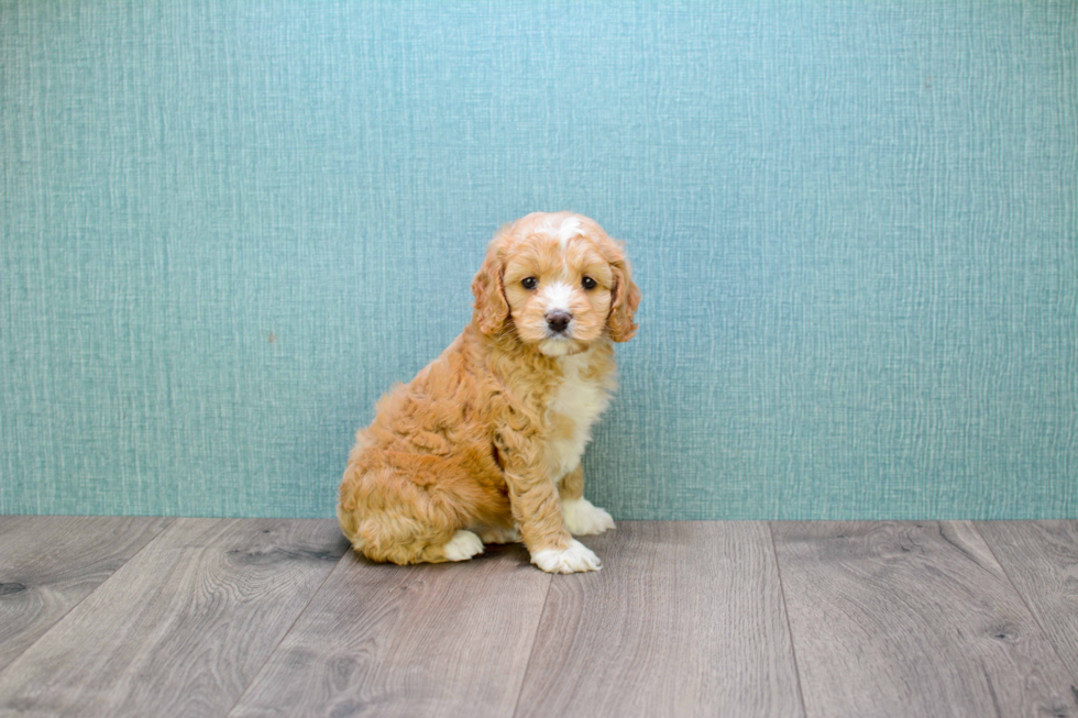 Cavapoo Puppy for Adoption