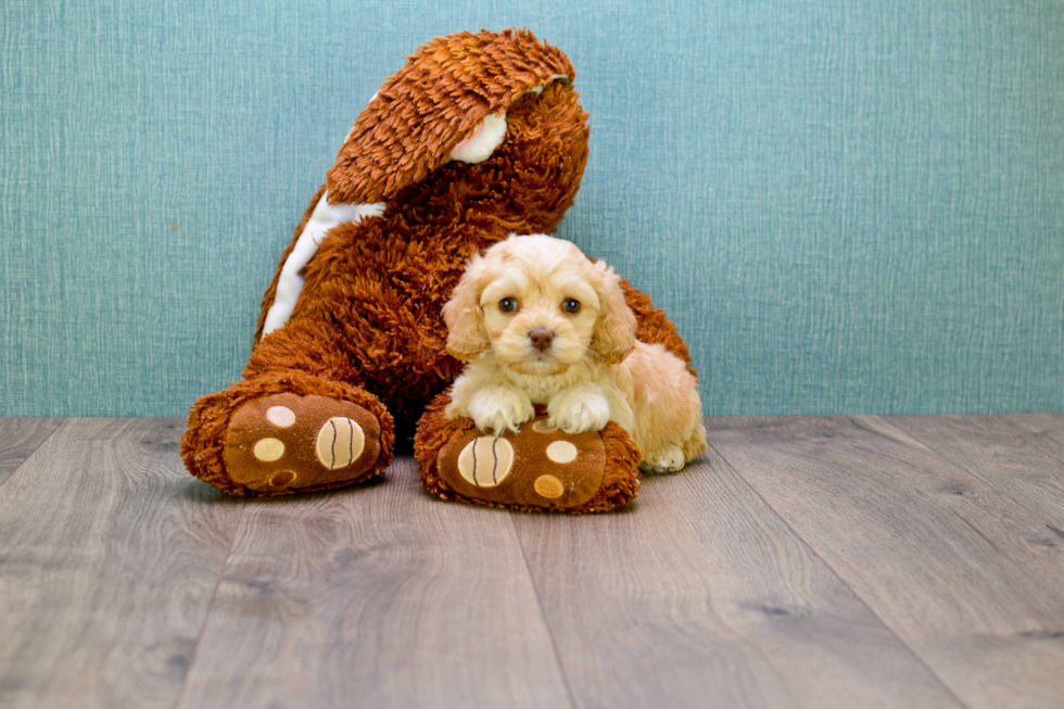 Funny Cavapoo Poodle Mix Pup