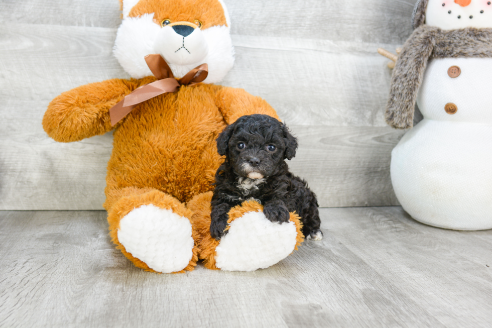 Cavapoo Puppy for Adoption