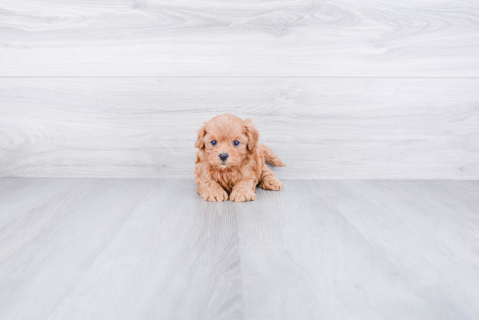 Petite Cavapoo Poodle Mix Pup