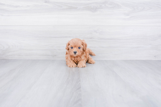 Petite Cavapoo Poodle Mix Pup