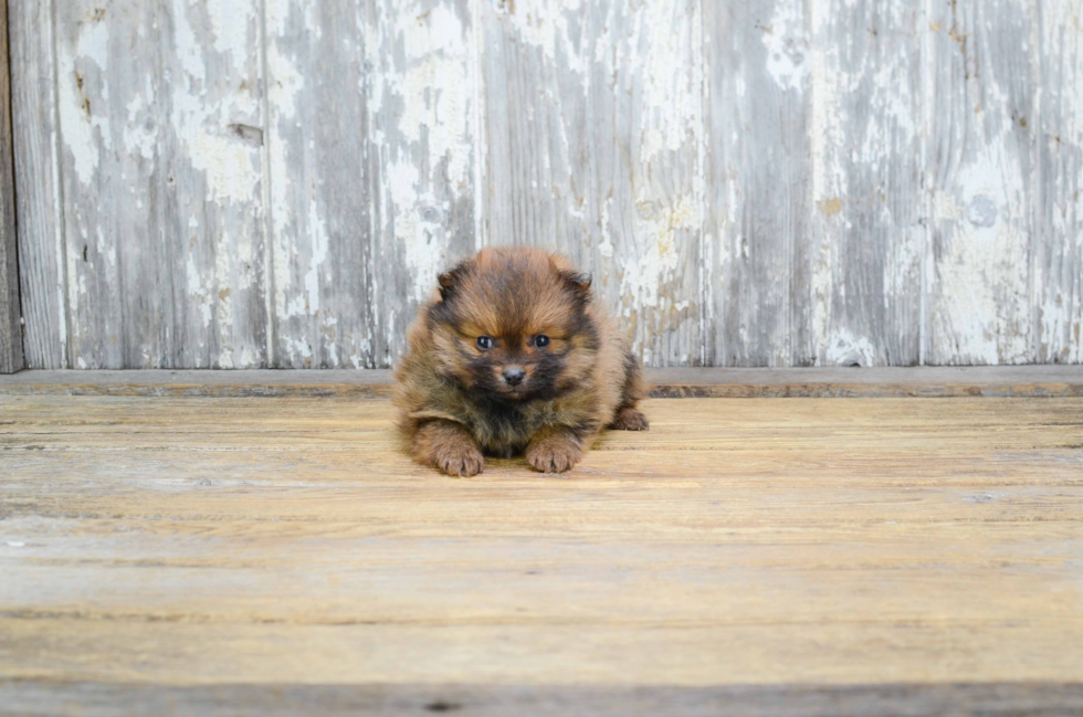 Sweet Pomeranian Purebred Puppy