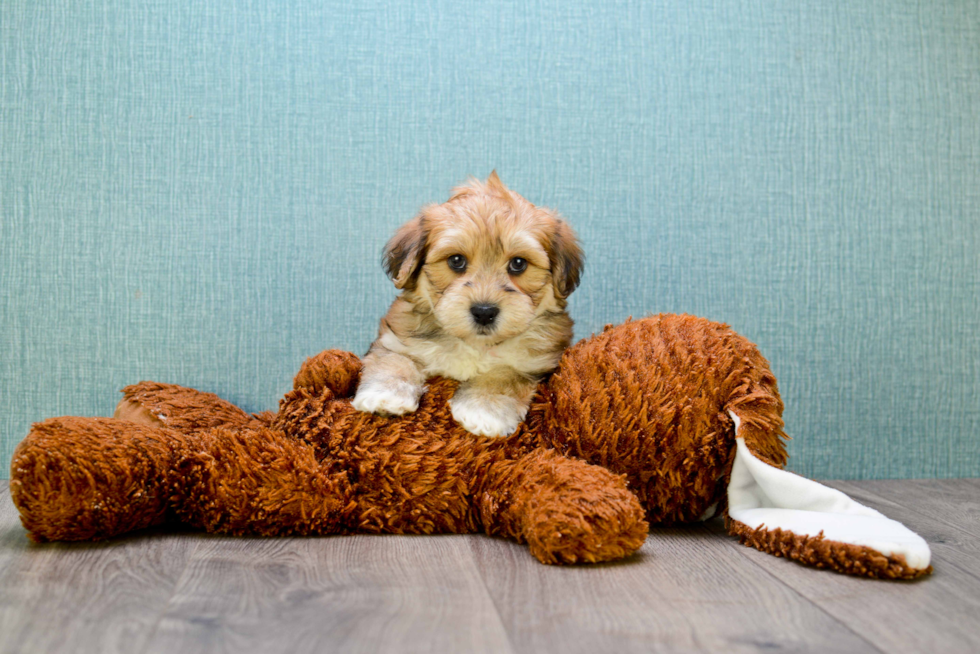 Friendly Morkie Baby