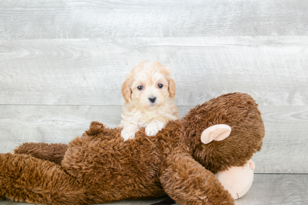 Fluffy Maltipoo Poodle Mix Pup