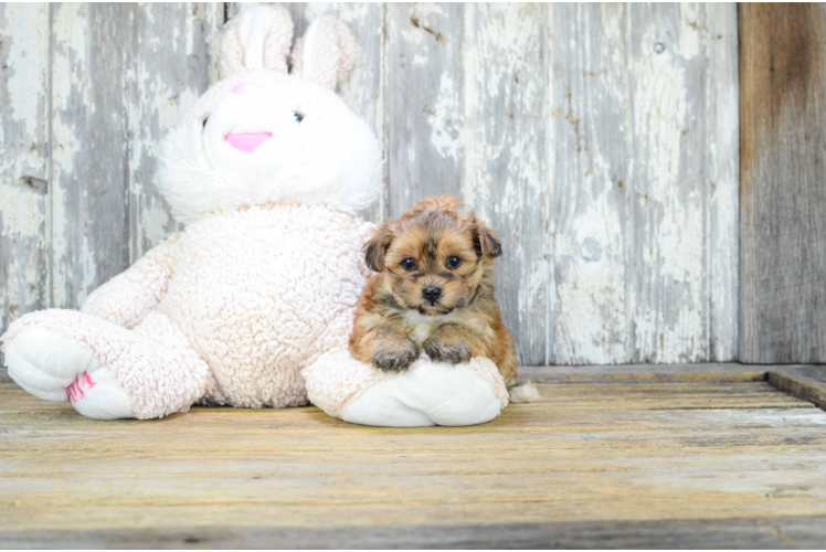 Cute Morkie Baby