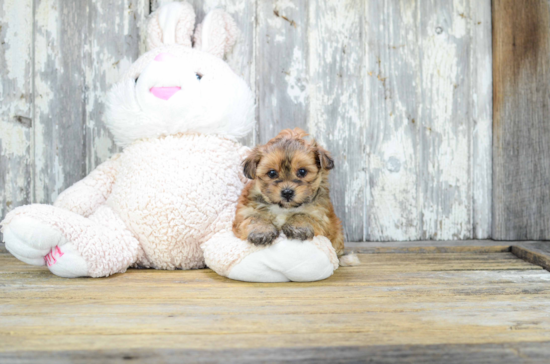 Cute Morkie Baby