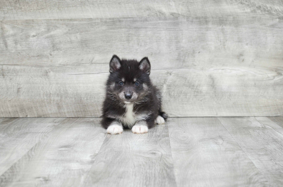 Pomsky Pup Being Cute