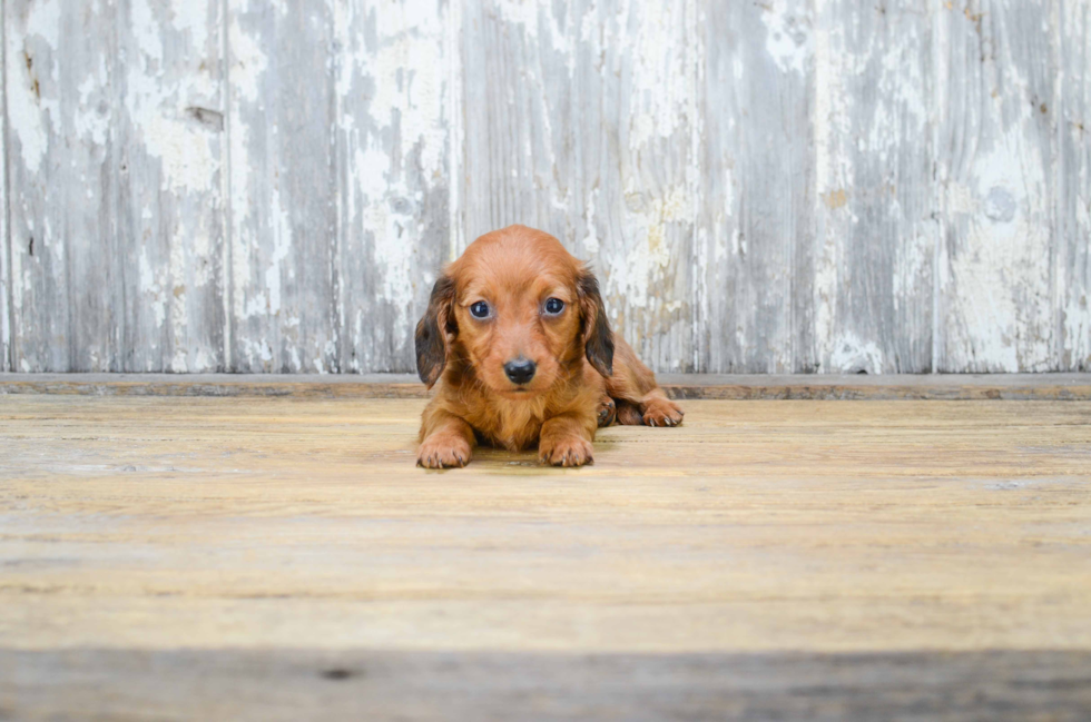 Best Dachshund Baby