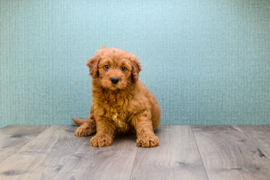 Smart Mini Goldendoodle Poodle Mix Pup