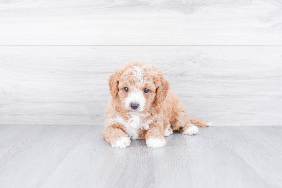 Cavapoo Puppy for Adoption